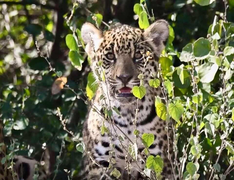 WhatsApp Image 2026 02 05 at 11.03.29 AM